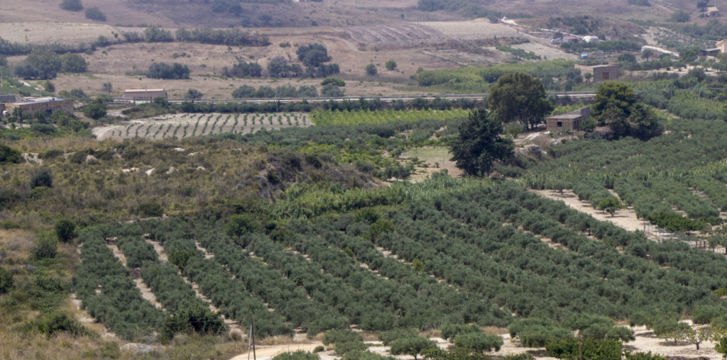 Sycylia -gaje oliwne