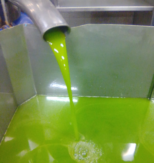 świeża oliwa z oliwek tłoczona na zimno w nowoczesnej tłoczni na Sycylii